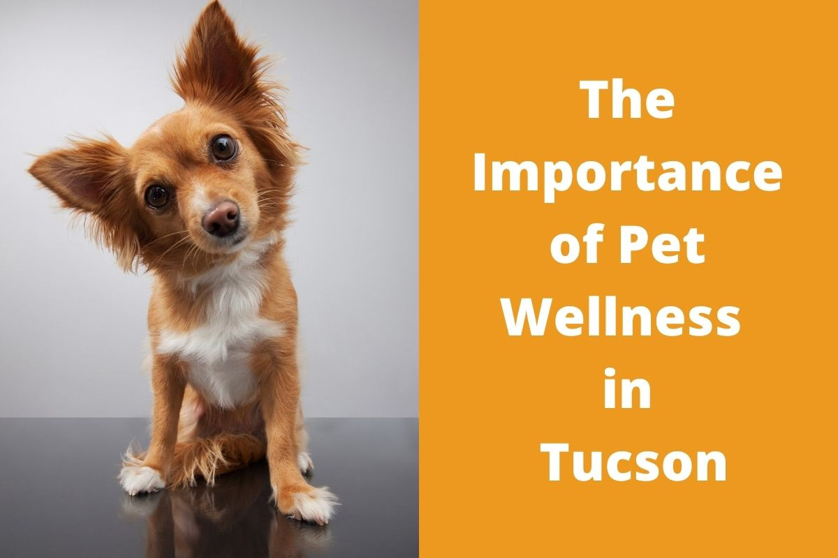 The-Importance-of-Pet-Wellness-in-Tucson