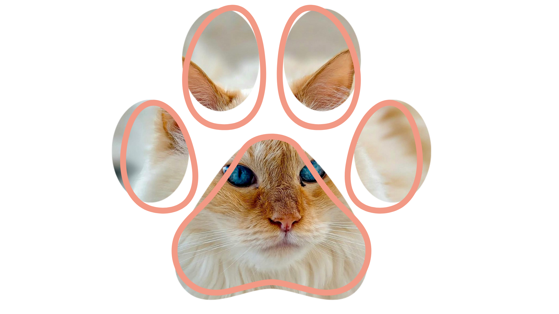 vet near me cat checkup Madera Veterinary Hospital Tucson Arizona