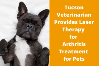 Tucson-Veterinarian-Provides-Laser-Therapy-for-Arthritis-Treatment-for-Pets