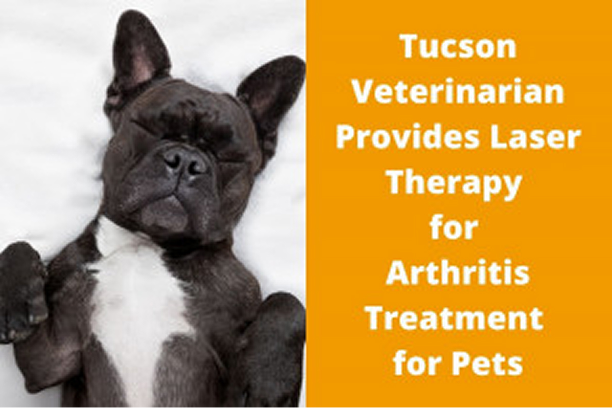 Sleeping black dog with text about laser therapy for pets' arthritis.