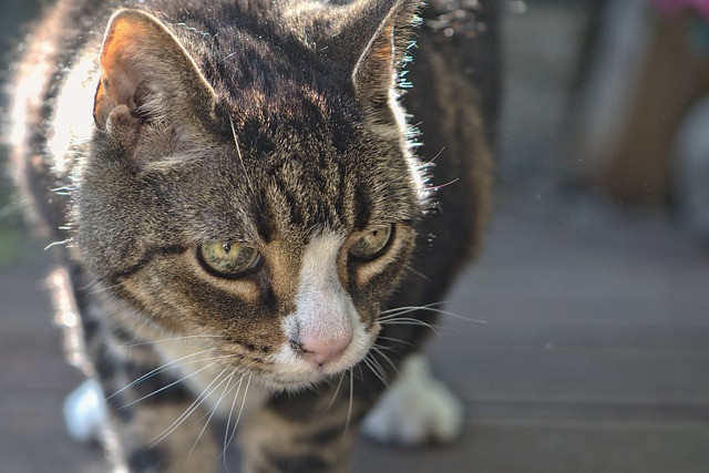 A tabby cat with green eyes and white paws walking forward, sunlight highlighting its fur.
