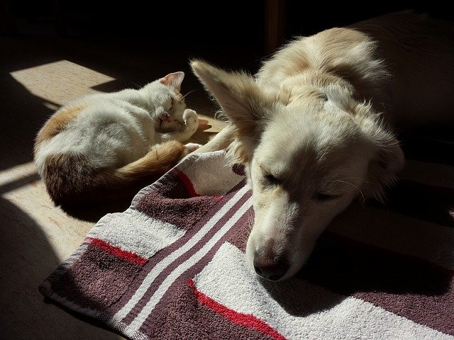 A white dog and a cat with orange patches rest peacefully on a striped blanket in the sunlight.