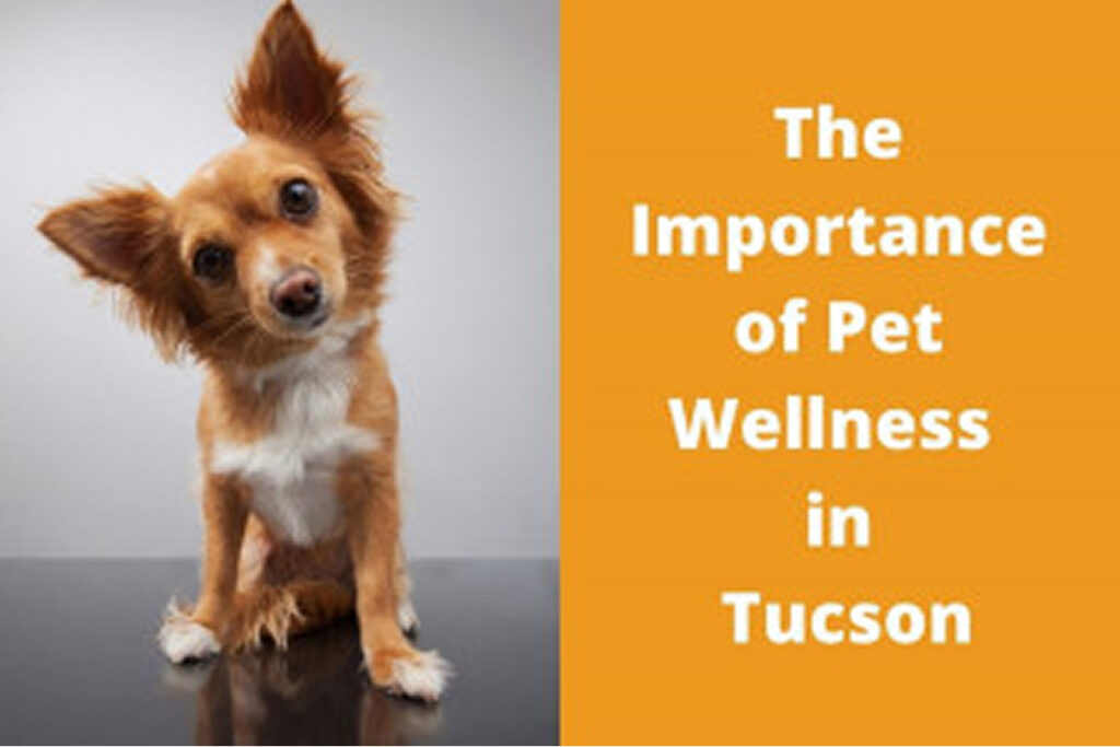 A small brown and white dog tilts its head beside text reading "The Importance of Pet Wellness in Tucson".