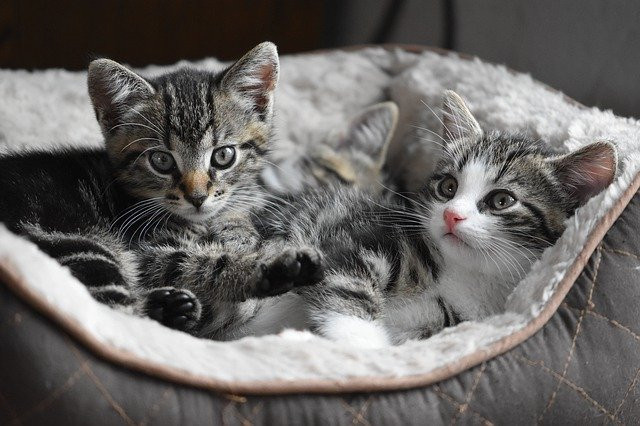 Three adorable kittens with tabby and white fur snuggled together in a cozy pet bed.