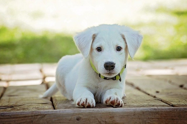 A small white puppy with a green collar lying on a wooden deck, looking forward.