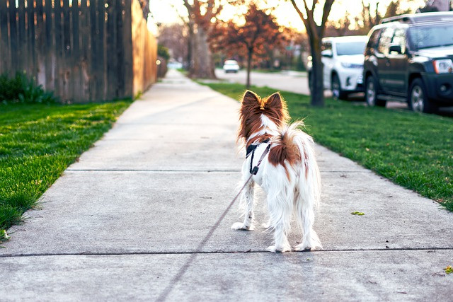 A small dog on a leash stands on a paved sidewalk, gazing down the path lined with grass and parked cars.
