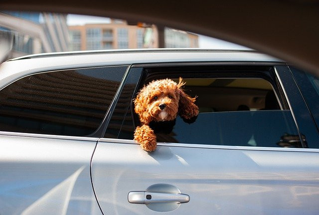 A curly-haired dog peeks out of a car window, looking curiously at its surroundings.