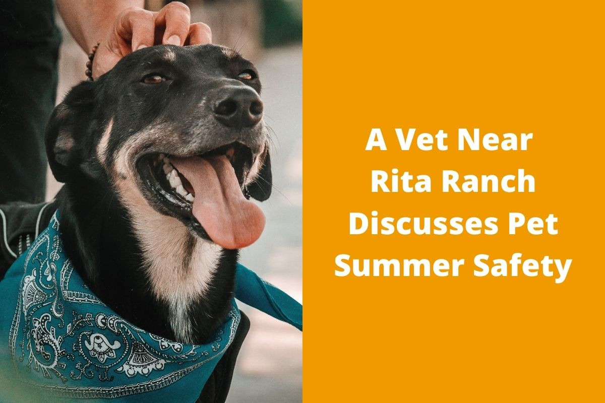 Dog wearing a blue bandana panting happily while being petted.