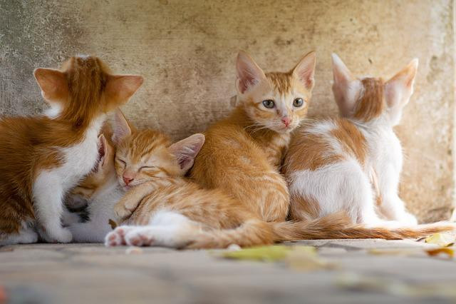 Five orange and white kittens sitting and resting together on a surface.