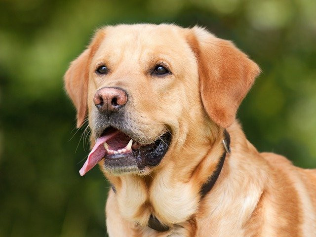 Golden retriever with tongue out, wearing a black collar, against a blurred green background.