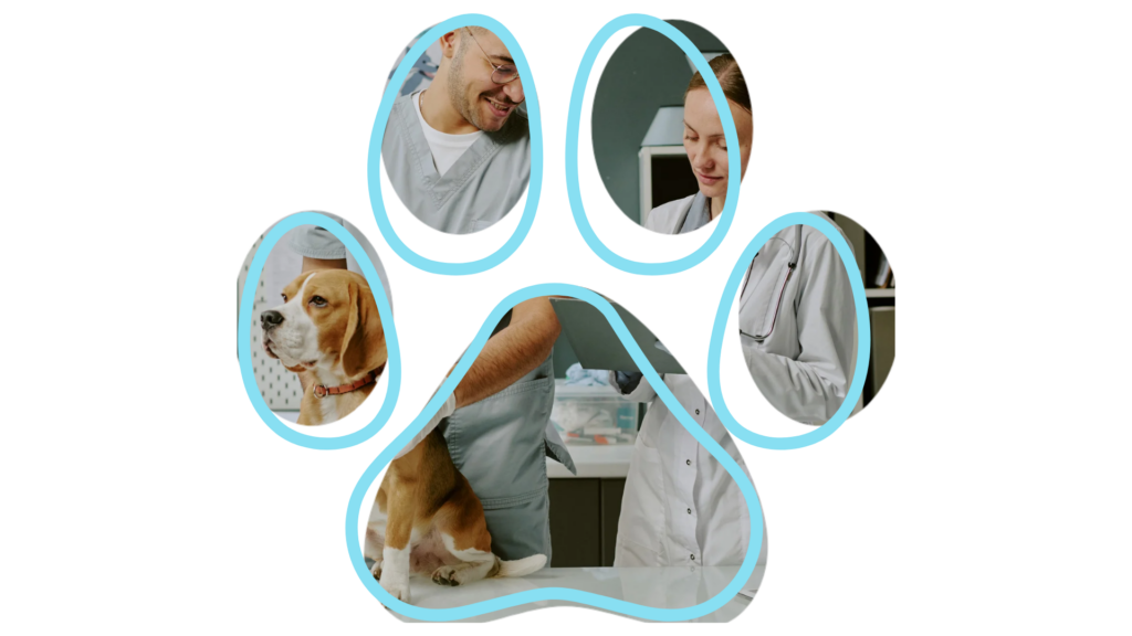 Veterinarians in gray uniforms caring for a beagle in a clinic.