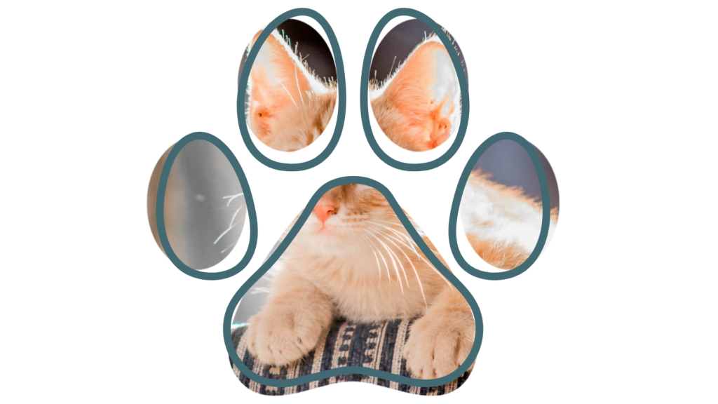 A ginger cat resting, viewed through a paw-shaped frame.