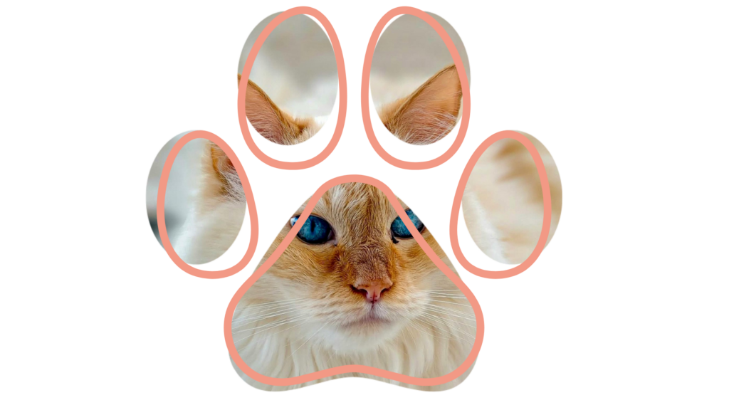 Paw-shaped collage featuring a cat with blue eyes and orange fur.