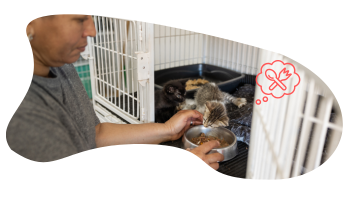Person feeding a kitten in a cage, with another kitten in the background and a thought bubble of a crossed fork and spoon.