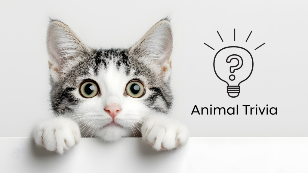 Curious kitten peeking over a ledge next to a lightbulb icon with a question mark and the text "Animal Trivia".