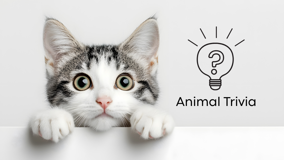 Curious kitten peeking over a ledge next to a lightbulb icon with a question mark and the text "Animal Trivia".