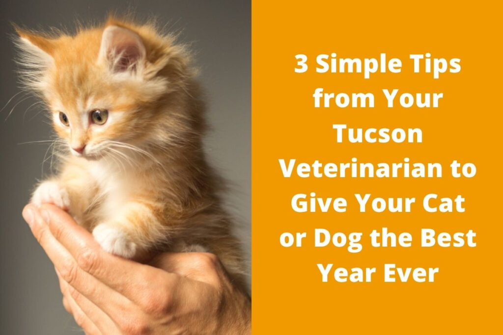 A fluffy orange kitten held gently in a person's hand next to text about tips for pet care.