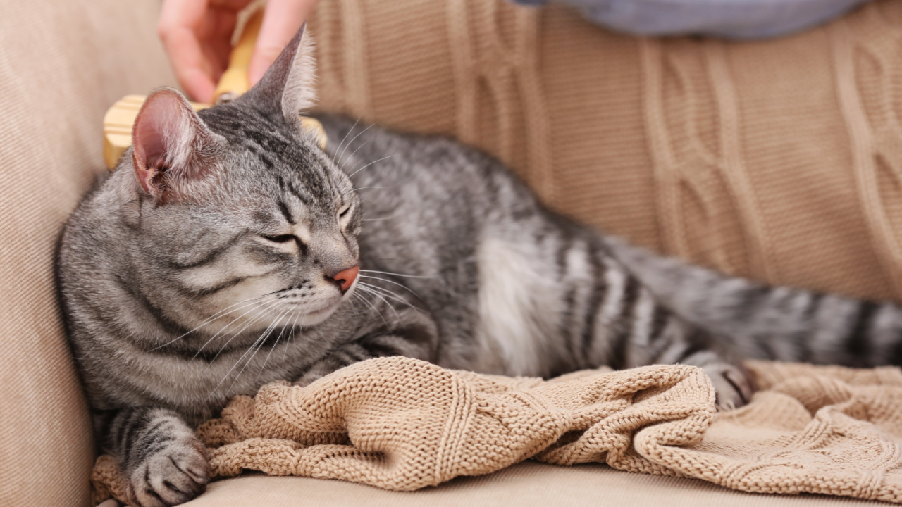 Tabby cat being brushed on a knitted blanket.