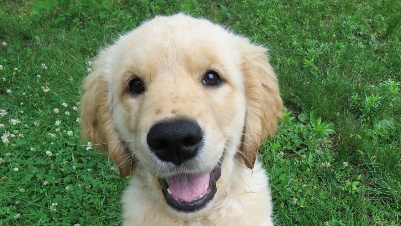 Golden retriever puppy with a happy expression sits on green grass.
