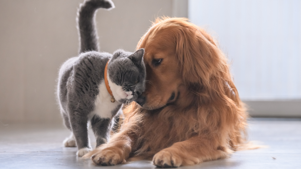 A grey and white cat nuzzles affectionately against a lying golden retriever.