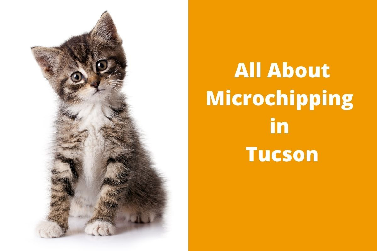 Tabby kitten sitting with a curious expression, next to text about microchipping in Tucson.