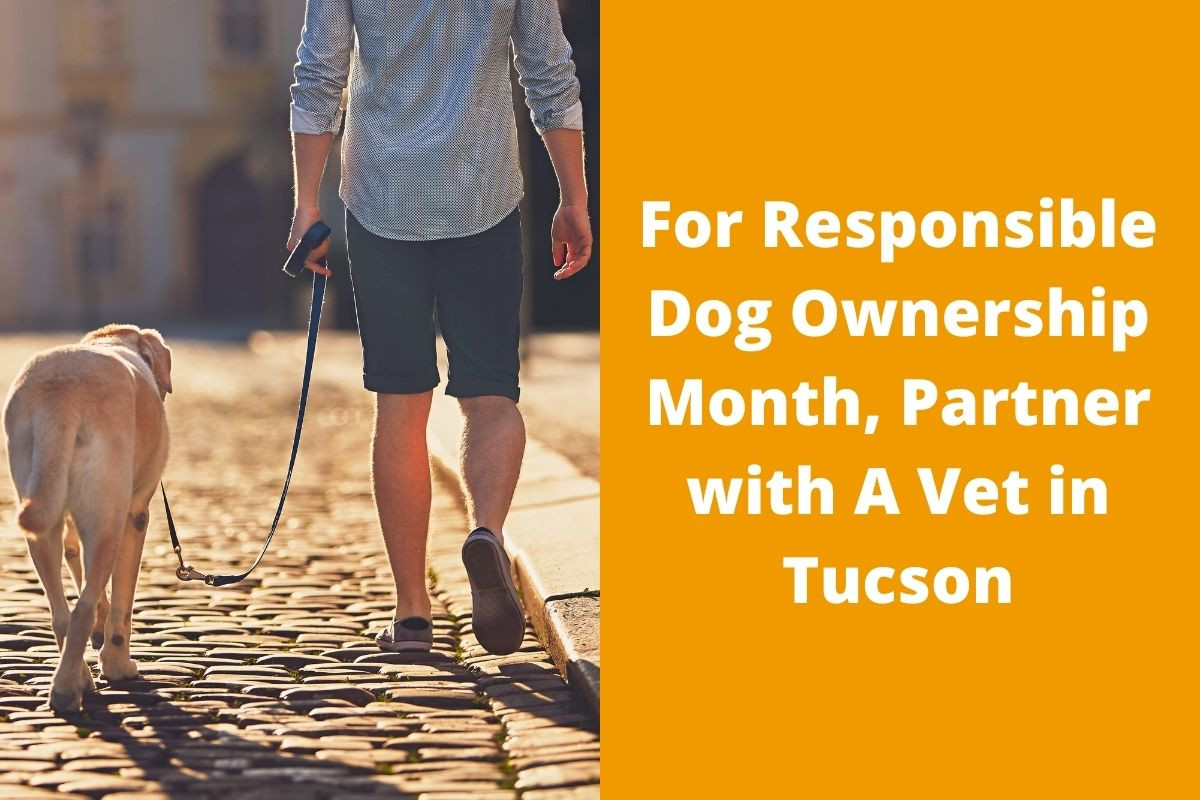 Person walking a Labrador on a cobblestone street next to text about Responsible Dog Ownership Month.