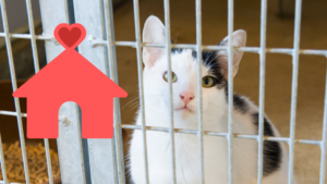 A black and white cat looks out from behind a cage, with a red heart-shaped house icon on the side.