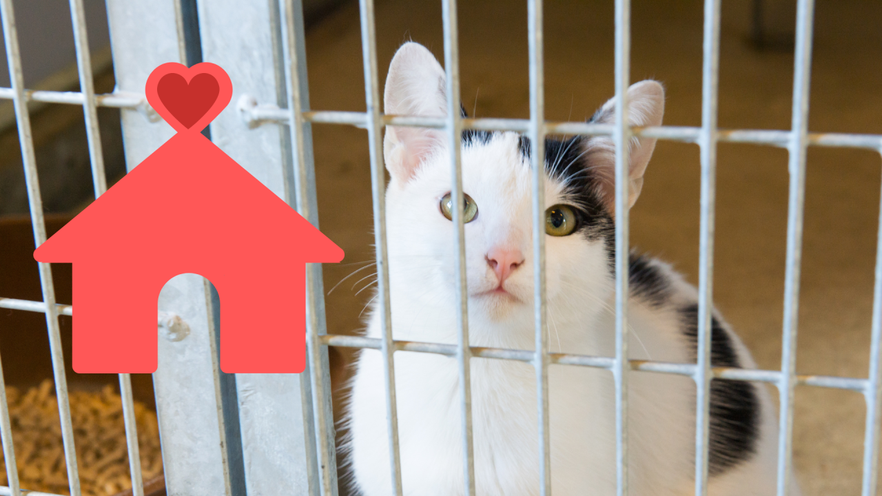 A black and white cat looks out from behind a cage, with a red heart-shaped house icon on the side.