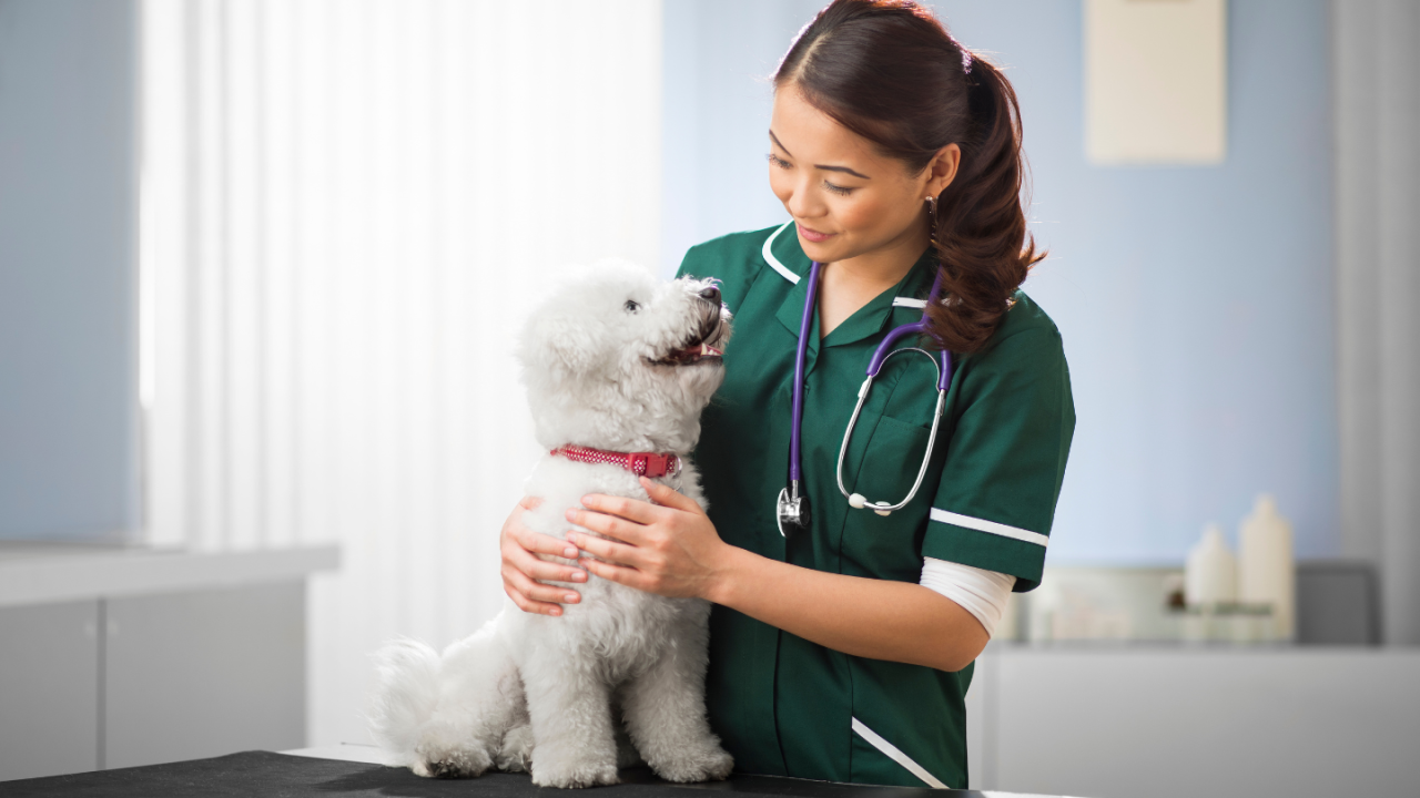 A veterinarian in a green uniform gently examines a fluffy white dog on an examination table.