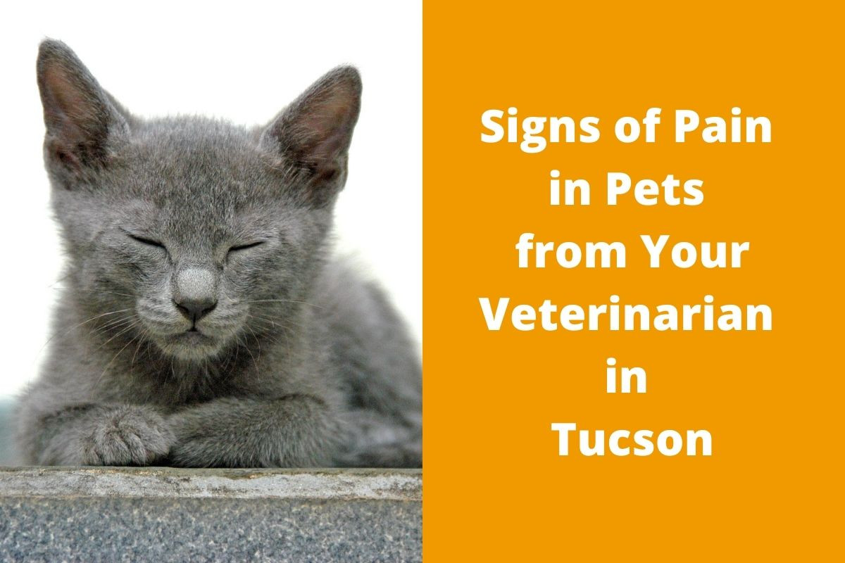 Gray cat with closed eyes resting; text reads "Signs of Pain in Pets from Your Veterinarian in Tucson.