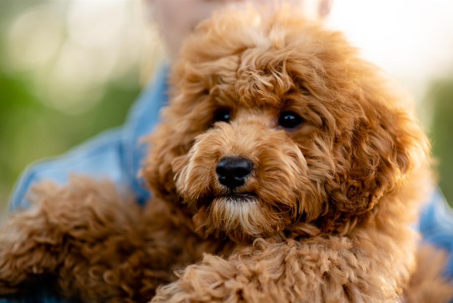 Fluffy brown puppy being held, looking attentively with a cute expression.