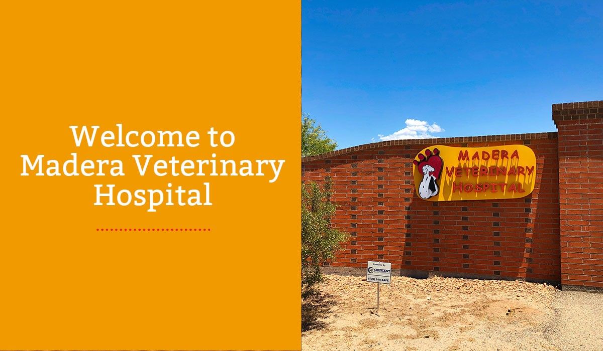 Entrance sign for Madera Veterinary Hospital on a red brick wall under a clear blue sky.