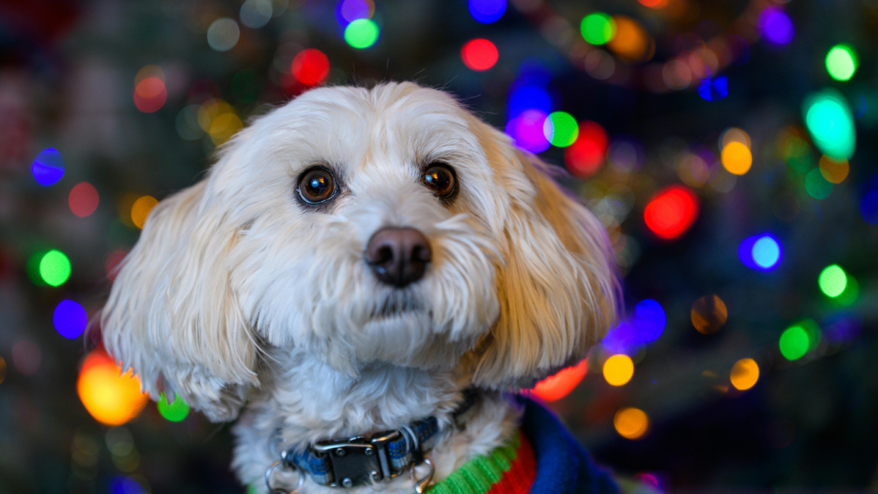 Fluffy white dog wearing a sweater, with colorful bokeh lights in the background.