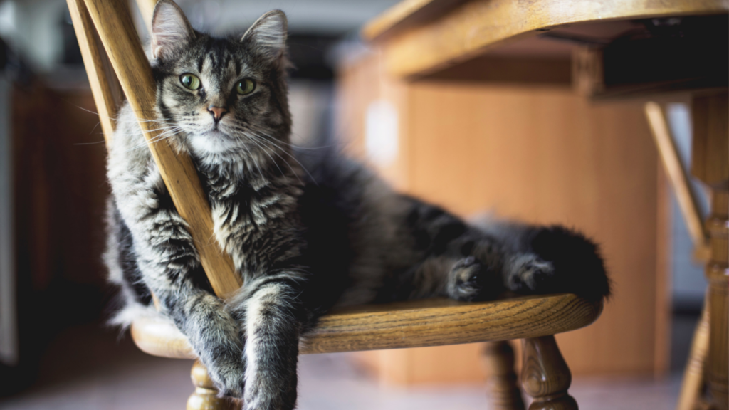 A fluffy, tabby cat with green eyes lounges comfortably on a wooden chair.