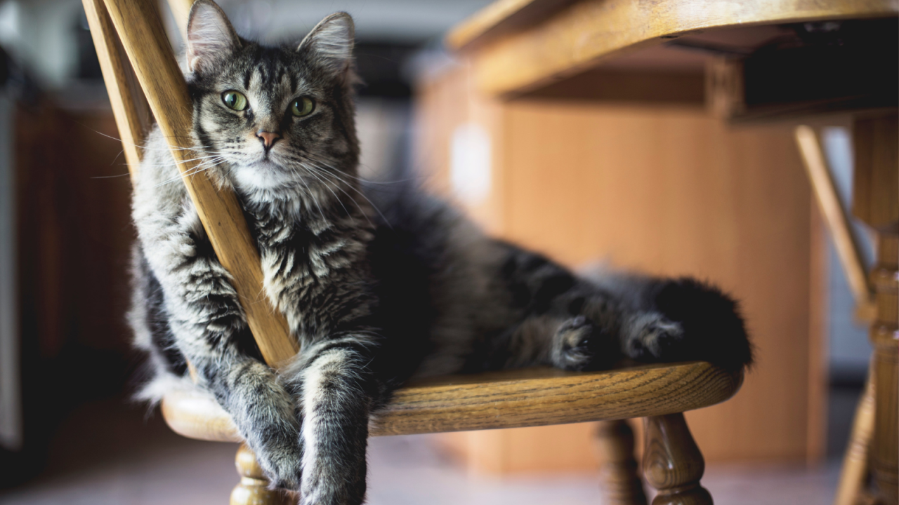 A fluffy, tabby cat with green eyes lounges comfortably on a wooden chair.