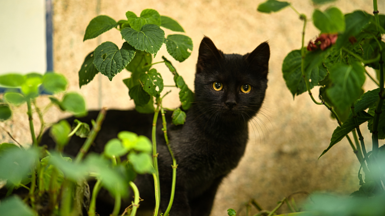 A black cat with yellow eyes stands among green plants, looking directly at the camera.