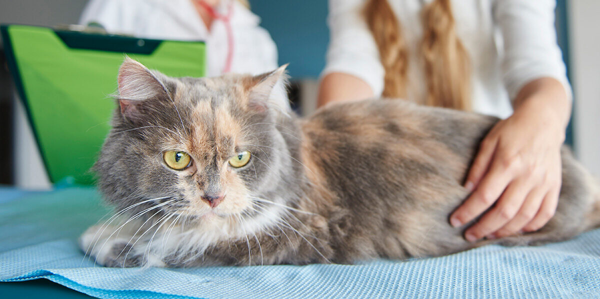 A fluffy gray and tan cat lies on a blue mat, with a person's hand gently resting on its back.