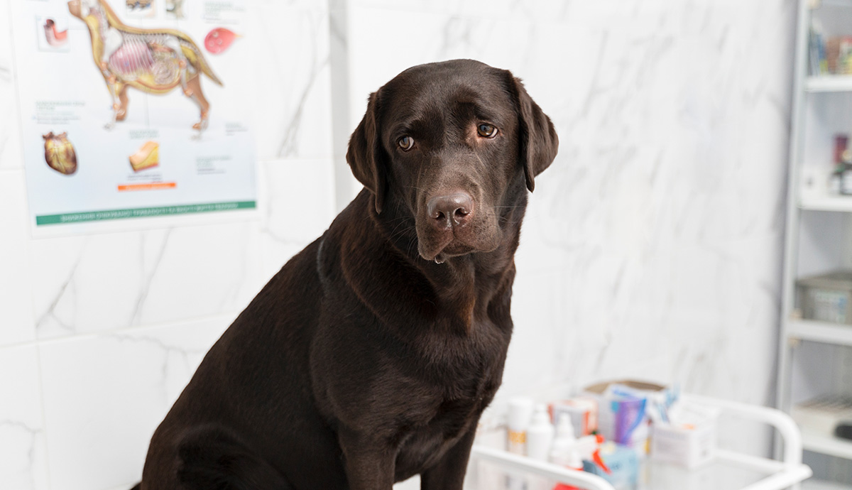 A chocolate Labrador sitting in a veterinary clinic.