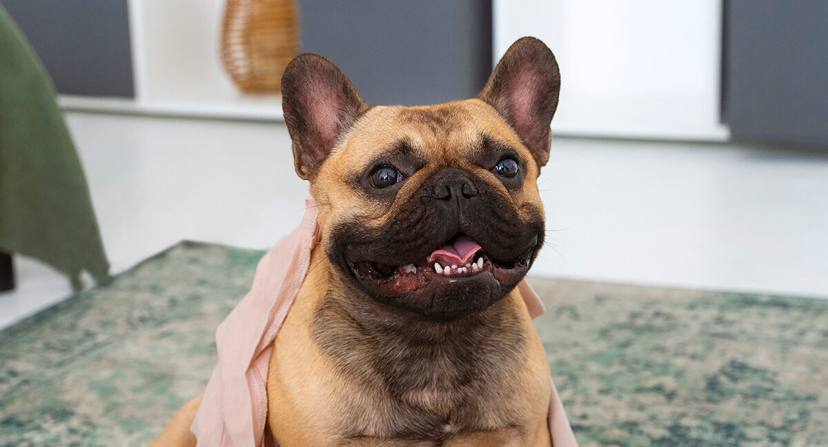 A happy brown French Bulldog sitting with a tan scarf around its neck.