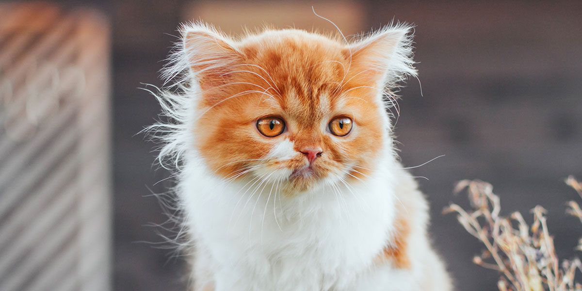 Fluffy orange and white cat with bright orange eyes, looking to the side.
