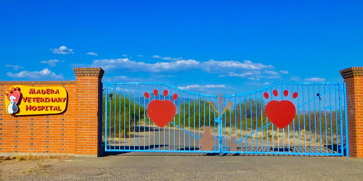 A blue gate with red paw prints and a sign reading "Madera Veterinary Hospital" on a brick wall.