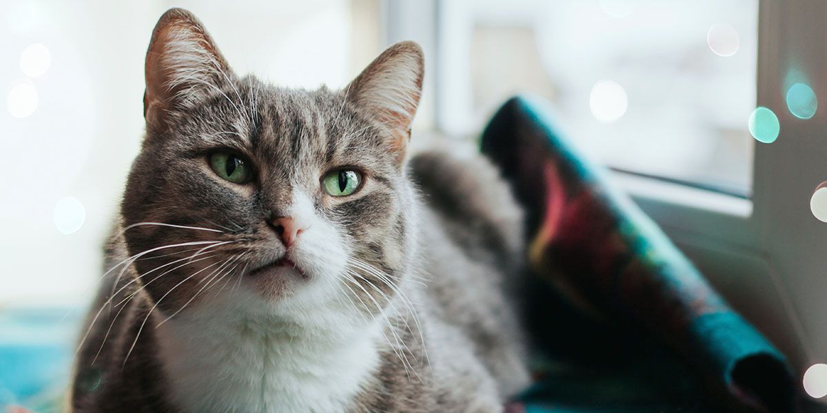 Gray and white cat with green eyes lying near a window, gazing intently.