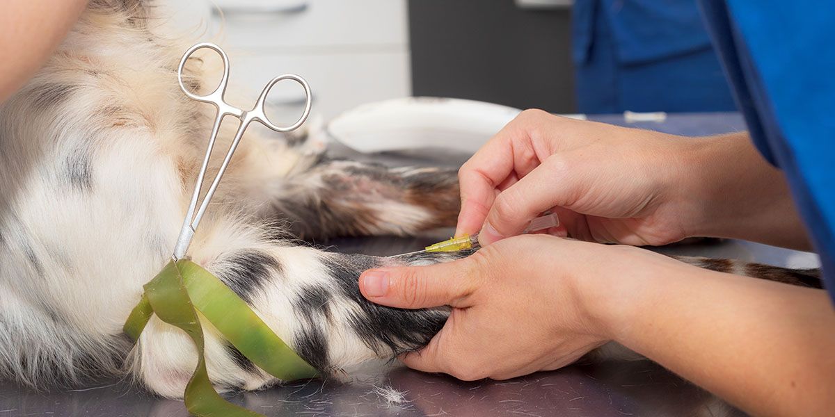 A veterinarian's hands inserting a catheter into a dog's leg, with a bandage and scissors nearby.