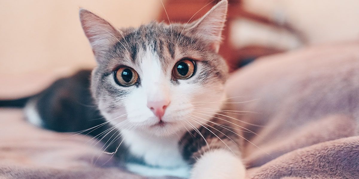 A curious tabby cat with wide eyes lies on a soft, fuzzy surface.