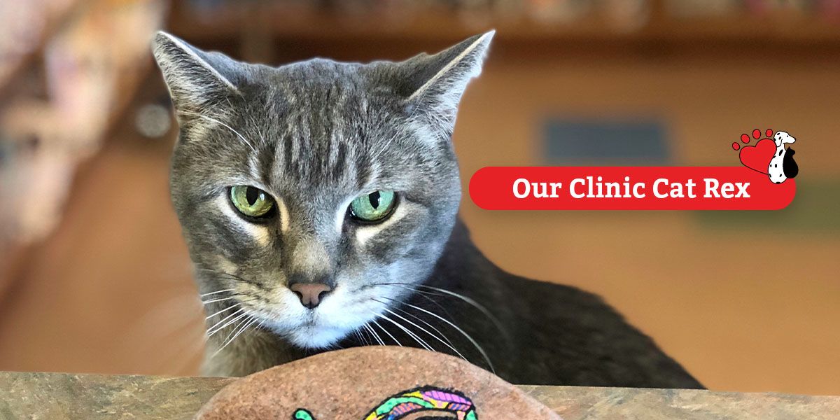 A gray tabby cat with green eyes sitting on a counter in a clinic.