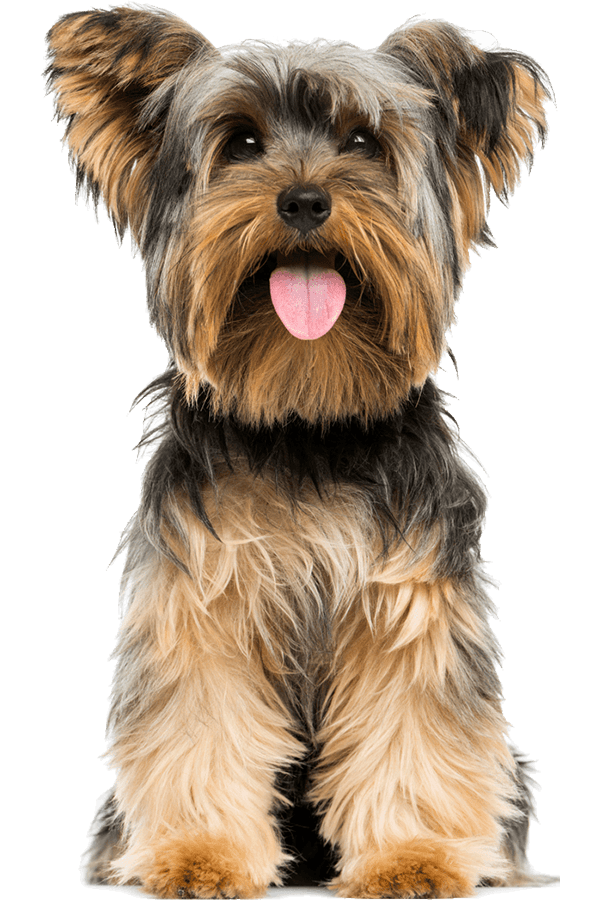 Yorkshire Terrier with tongue out, sitting and facing forward.