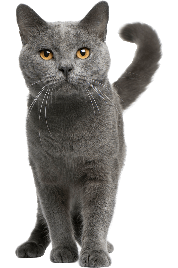 Gray cat with yellow eyes standing alert, tail raised.