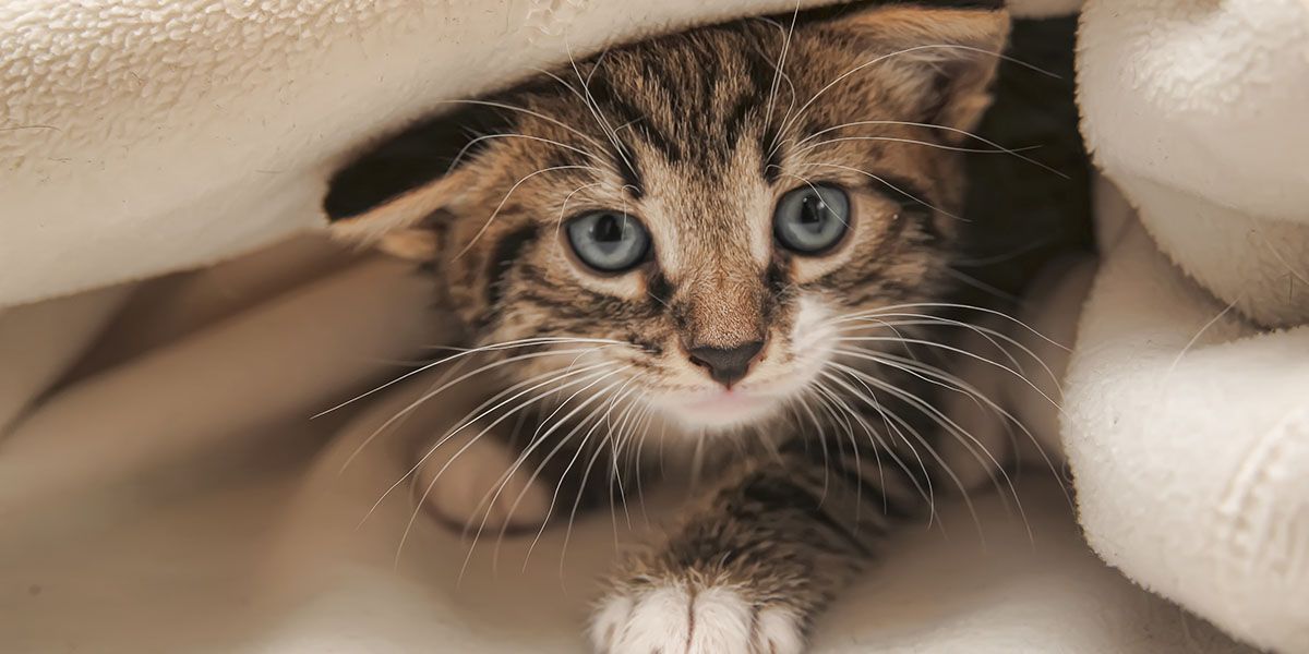 A small tabby kitten with blue eyes peeks out from under a cozy blanket, looking directly at the viewer.