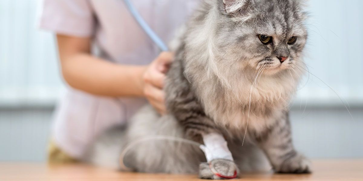 Fluffy gray cat with bandaged leg being examined by a person.