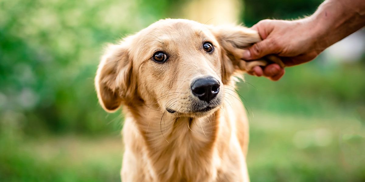 Golden retriever playfully having its floppy ear held by a hand outdoors.